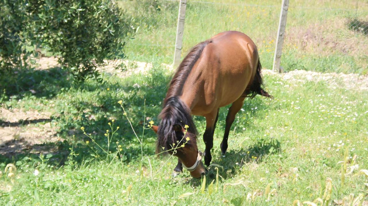 Hotel Agroturizem Bylis Hekal Zewnętrze zdjęcie