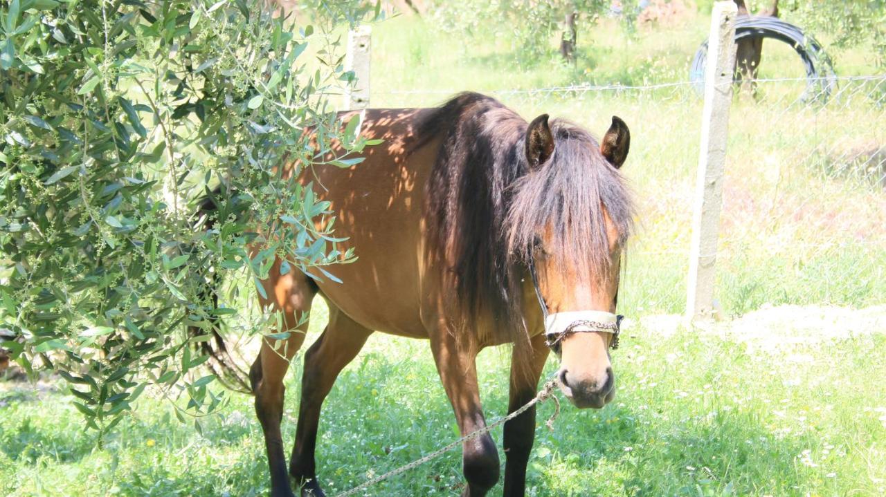 Hotel Agroturizem Bylis Hekal Zewnętrze zdjęcie